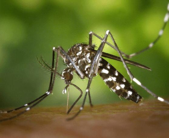 Les pare-feuilles DAL’ALU vous protègent du moustique tigre