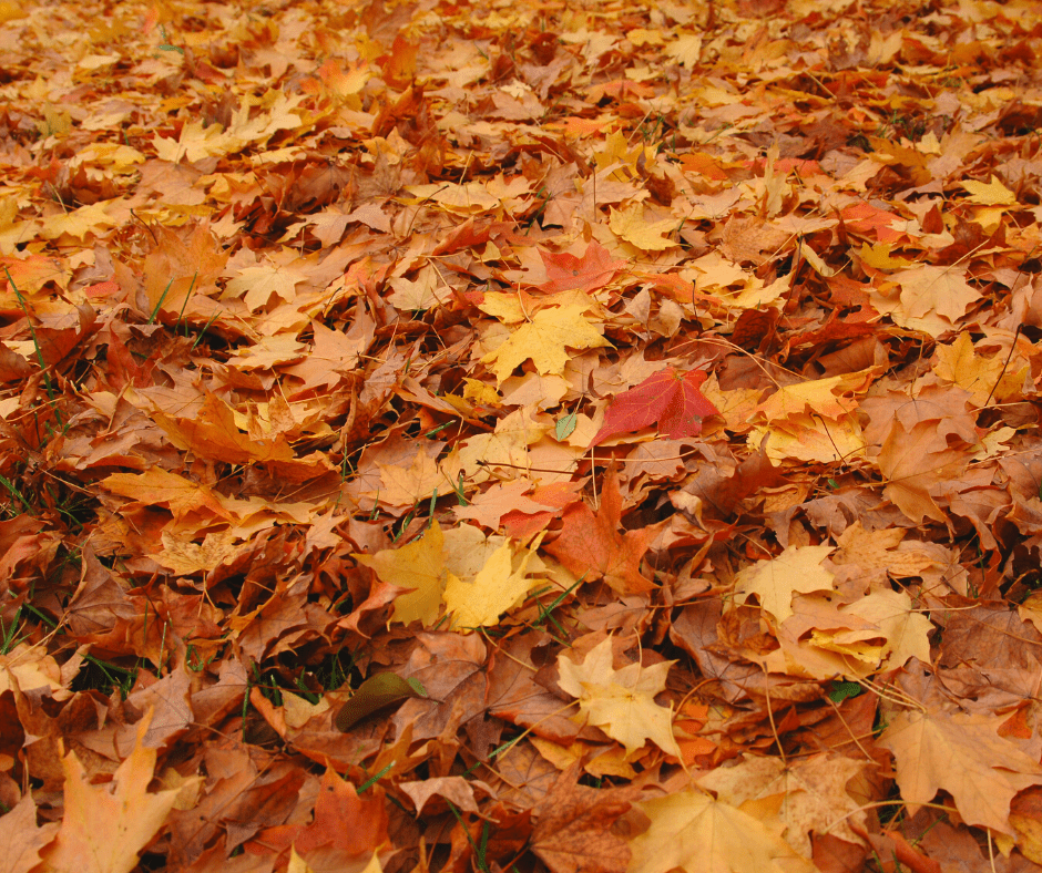 Nettoyer feuilles gouttières